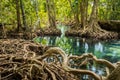 Tha pom swamp forest Krabi thailand