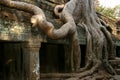 Tha Prohm, Angkor, Cambodia Royalty Free Stock Photo