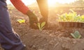 Thai agriculturist planting the young of green tobacco in the field at northern of Thailand Royalty Free Stock Photo