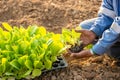 Thai agriculturist planting the young of green tobacco in the field at northern of Thailand Royalty Free Stock Photo