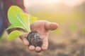 Thai agriculturist planting the young of green tobacco in the field at northern of Thailand Royalty Free Stock Photo