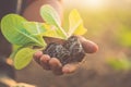 Thai agriculturist planting the young of green tobacco in the field at northern of Thailand Royalty Free Stock Photo