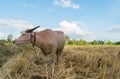 Thai albino buffalo eating grass in field Royalty Free Stock Photo