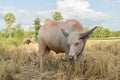 Thai albino buffalo eating grass Royalty Free Stock Photo