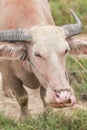 Thai albino buffalo Royalty Free Stock Photo