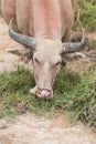 Thai albino buffalo Royalty Free Stock Photo