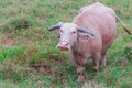 Thai albino buffalo in meadow