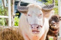 Thai Albino buffalo (Pink buffalo) Royalty Free Stock Photo