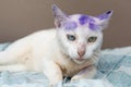 Thai animal : Two color eyes of Thai cat, it`s name Khao Manee w