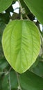 Thai Apple Ber tree leaf Royalty Free Stock Photo