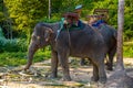 Thai asian asiatic elephant, Koh Phangan island, Suratthani, Tha