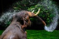 Thai, Asian elephant playing in water