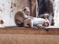 Thai asian wild monkey doing various activities