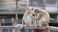 Thai asian wild monkey doing various activities