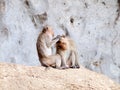 Thai asian wild monkey doing various activities