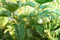 Thai baby eggplant hanging on tree with leaves and flower in farm. Eggplant Product, Cultivation, Agriculture. Royalty Free Stock Photo