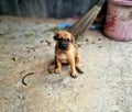 Thai baby Ridgeback dog & x28;dog of thailand& x29;