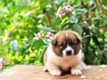 Thai Bangkaew Dog, Bangkaew puppy portrait