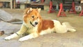 Thai Bangkaew Dog