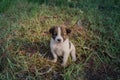 Thai Bangkaew Dog Puppies