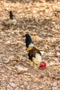 Thai Bantam Chicken, animal Royalty Free Stock Photo