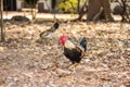 Thai Bantam Chicken, animal Royalty Free Stock Photo