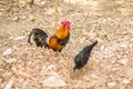 Thai Bantam Chicken, animal Royalty Free Stock Photo