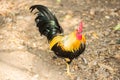 Thai Bantam Chicken, animal Royalty Free Stock Photo