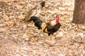 Thai Bantam Chicken, animal Royalty Free Stock Photo