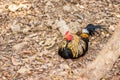 Thai Bantam Chicken, animal Royalty Free Stock Photo