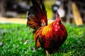 Thai Bantam on grass