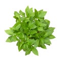 Thai basil, fresh, early-season Ocimum basilicum, isolated, from above Royalty Free Stock Photo