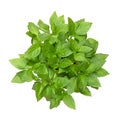 Thai basil, fresh, early-season Ocimum basilicum, isolated, from above