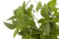 Thai Basil Leaves Isolated Royalty Free Stock Photo