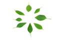 Thai basil leaves isolated on white background Royalty Free Stock Photo