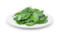 Thai basil leaves in the white plate on white Royalty Free Stock Photo