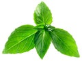 Thai basil o. basilicum, paths Royalty Free Stock Photo