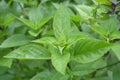 Thai basil, Ocimum basilicum Royalty Free Stock Photo