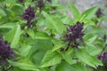 Thai basil, Ocimum basilicum