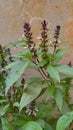 Thai basil, Ocimum basilicum var. thyrsiflora, spice and medicinal plant on Daylight. Royalty Free Stock Photo