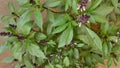 Thai basil, Ocimum basilicum var. thyrsiflora, spice and medicinal plant

At outdoor. Royalty Free Stock Photo