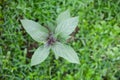 Thai basil plant or Ocimum basilicum