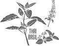 Thai basil plant silhouette vector illustration