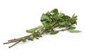 Thai basil or sweet basil used in cooking Royalty Free Stock Photo