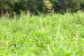 Thai basil or sweet basil in the garden Royalty Free Stock Photo