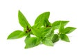 Thai basil on white background Royalty Free Stock Photo