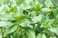 Thai basil young plant close up, fresh green leaves of an aromatic herb Royalty Free Stock Photo