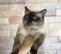 Thai beautiful blue-eyed cat in his hands on the background of the wall Royalty Free Stock Photo