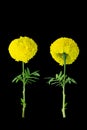 Thai beautiful yellow marigold. growing step. Isolated on Black background with clipping path. Sign of the Thailand\'s King Rama I