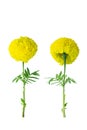 Thai beautiful yellow marigold. growing step. Isolated on white background with clipping path. Sign of the Thailand\'s King Rama I